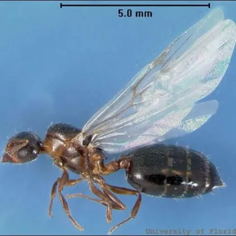 thumbnail for publication: Acrobat Ant, Crematogaster ashmeadi Emery (Insecta: Hymenoptera: Formicidae: Myrmicinae)